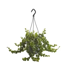 Castorama Aeschynanthus « Rasta », Pot Suspendu, 15cm