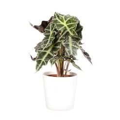 Castorama Alocasia Polly 17cm Avec Cache Pot Blanc