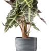Castorama Alocasia Polly 17cm Avec Cache Pot Rayures Grises