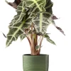Castorama Alocasia Polly 17cm Avec Cache Pot Rayures Vertes -Castorama-Shop alocasia polly 17cm avec cache pot rayures vertes8720053842212 01c FR CF
