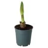 Castorama Amaryllis Avec Pot 12 Cm -Castorama-Shop amaryllis avec pot 12 cm5059340138541 02c