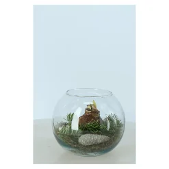 Castorama Amaryllis En Bocal 20 Cm