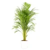 Castorama Areca Dypsis 21cm Avec Cache Pot Blanc -Castorama-Shop areca dypsis 21cm avec cache pot blanc8720053841451 01c FR CF