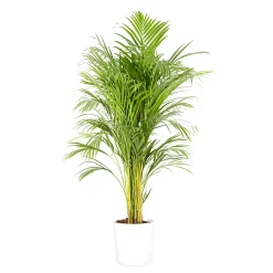 Castorama Areca Dypsis 21cm Avec Cache Pot Blanc