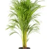 Castorama Areca Dypsis 21cm Avec Cache Pot Pierre