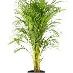 Castorama Areca Dypsis 21cm Avec Cache Pot Pierre