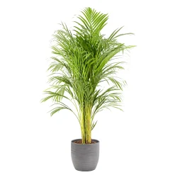 Castorama Areca Dypsis 21cm Avec Cache Pot Rayures Grises