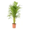 Castorama Areca Dypsis 21cm 1 Castorama Areca Dypsis 21cm -Castorama-Shop areca dypsis 21cm8720053841444 01c FR CF