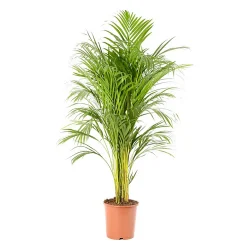 Castorama Areca Dypsis 21cm