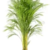 Castorama Areca Dypsis 24cm -Castorama-Shop areca dypsis 24cm8720053842106 01c FR CF