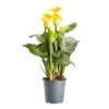 Castorama Arum D'Éthiopie, Assortiment, 12cm -Castorama-Shop arum d ethiopie assortiment 12cm5059340052236 01c