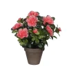 Castorama Azalea Pêche Artificiel 20 X H.27 Cm En Pot Stan Gris ø11,5 Cm -Castorama-Shop azalea peche artificiel 20 x h 27 cm en pot stan gris 11 5 cm8712799859203 01c FR CF