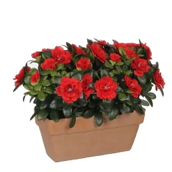 Castorama Azalea Rouge Artificiel 29 X 13 X H.27 Cm En Jardinière