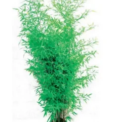 Castorama Bambou Ø 26 Cm