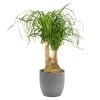 Castorama Beaucarnea 21cm Avec Cache Pot Rayures Grises -Castorama-Shop beaucarnea 21cm avec cache pot rayures grises8720053841628 01c FR CF