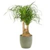 Castorama Beaucarnea 21cm Avec Cache Pot Rayures Vertes