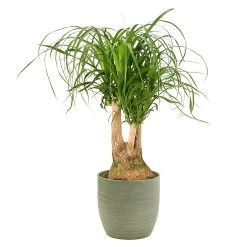 Castorama Beaucarnea 21cm Avec Cache Pot Rayures Vertes