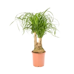 Castorama Beaucarnea 21cm