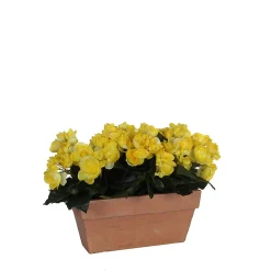Castorama Begonia Jaune Artificiel En Jardinière Slate Terra 29 X 13 X H.25 Cm