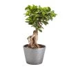 Castorama Bonsaï Ficus Ginseng 17cm -Castorama-Shop bonsai ficus ginseng 17cm5059340052243 01c