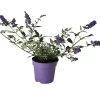 Castorama Buddleia Buzz, Pot 5L -Castorama-Shop buddleia buzz pot 5l5059340083391 02c