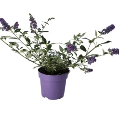 Castorama Buddleia Buzz, Pot 5L