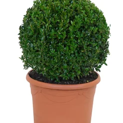 Castorama Buis Boule 40cm