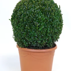 Castorama Buis Boule H.45 Cm