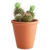 Castorama Cactus à Fleurs, Assortiment -Castorama-Shop cactus a fleurs assortiment5059340052656 01c