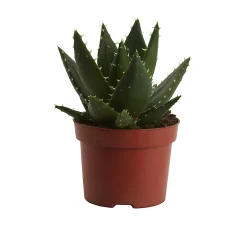 Castorama Cactus Aloe Nain 12cm