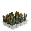 Castorama Cactus Artificiel En Pot Vert 3 Assorti ø7 X H.14 Cm -Castorama-Shop cactus artificiel en pot vert 3 assorti 7 x h 14 cm8718861088953 01c FR CF
