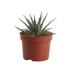 Castorama Cactus « Big Band » 10,5cm