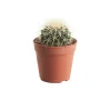 Castorama Cactus "coussin De Belle-mère" 12cm 1 Castorama Cactus "coussin De Belle-mère" 12cm -Castorama-Shop cactus coussin de belle mere 12cm5059340052571 01c