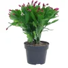 Castorama Cactus De Noël, 12cm 2 Castorama Cactus De Noël, 12cm -Castorama-Shop cactus de noel 12cm5059340052885 02c