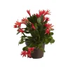 Castorama Cactus De Pâques Rose, 12cm -Castorama-Shop cactus de paques rose 12cm5059340052892 02c