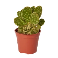 Castorama Cactus Oreilles De Lapin 12cm