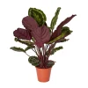 Castorama Calathéa Médaillon 14cm -Castorama-Shop calathea medaillon 14cm5059340052052 01c