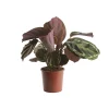 Castorama Calathéa Médaillon 19cm -Castorama-Shop calathea medaillon 19cm3663602463948 02c