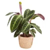 Castorama Calathéa Plante Prière, 19cm 1 Castorama Calathéa Plante Prière, 19cm -Castorama-Shop calathea plante priere 19cm3663602463702 02c