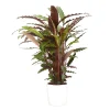 Castorama Calathea Waves 21cm Avec Cache Pot Blanc -Castorama-Shop calathea waves 21cm avec cache pot blanc8720053841703 01c FR CF