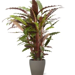 Castorama Calathea Waves 21cm Avec Cache Pot Pierre
