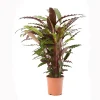 Castorama Calathea Waves 21cm -Castorama-Shop calathea waves 21cm8720053841697 01c FR CF