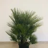 Castorama Chamaerops Humilis 60-80cm 15L