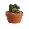 Castorama Composition De Cactus 17cm -Castorama-Shop composition de cactus 17cm5059340052915 02c