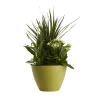Castorama Composition De Plantes D'intérieur, Pot En Céramique De 17cm -Castorama-Shop composition de plantes d interieur pot en ceramique de 17cm3663602497318 02c