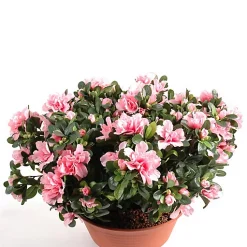 Castorama Coupe Azalée Artificielle 3 Piquets