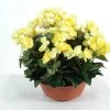 Castorama Coupe Begonia Artificiel 3 Piquets -Castorama-Shop coupe begonia artificiel 3 piquets3700543500001 01c FR CF