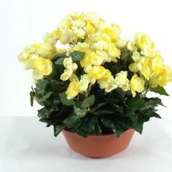 Castorama Coupe Begonia Artificiel 3 Piquets