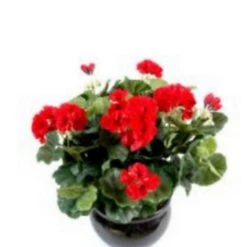 Castorama Coupe Geranium Artificiel 3 Piquets