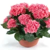 Castorama Coupe Hortensia Artificiel 3 Piquets -Castorama-Shop coupe hortensia artificiel 3 piquets3700543500025 01c FR CF